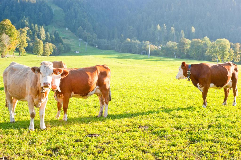 Hartlhof Urlaub am Baby- und Kinderbauernhof - 3