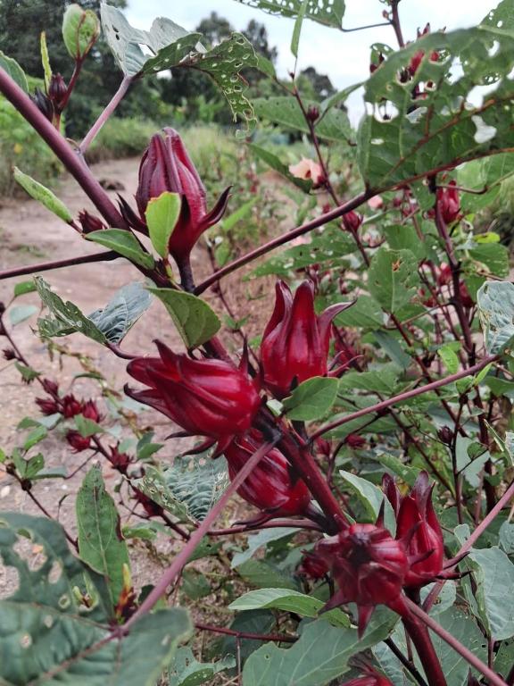 Surrounding environment