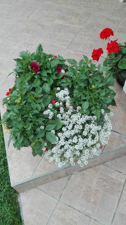 Guest House Adrijana photo