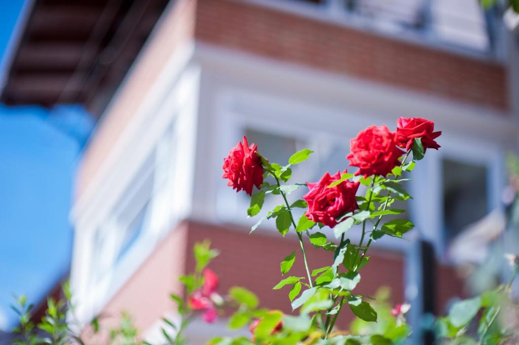 B&B Il Pettirosso