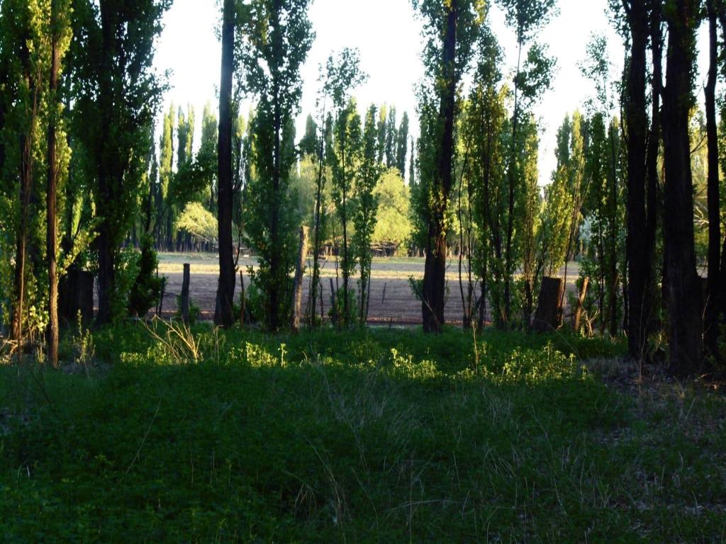 Los Abedules Bungalow - homestay - 5