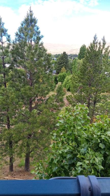 Bosque Patagónico - 1