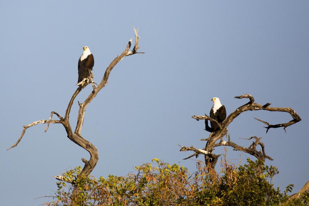 Gondwana Hakusembe River Lodge photo