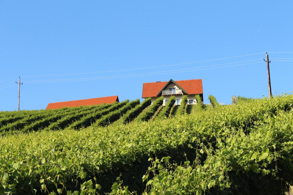 Weingartenhaus - 2