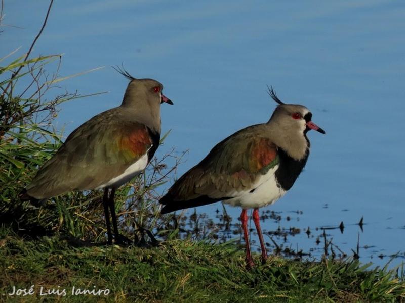 Hospedaje Las Gardenias - 5