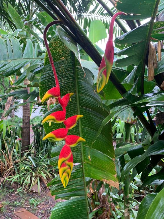 Los Bananos - Big Wood Cabin - 4