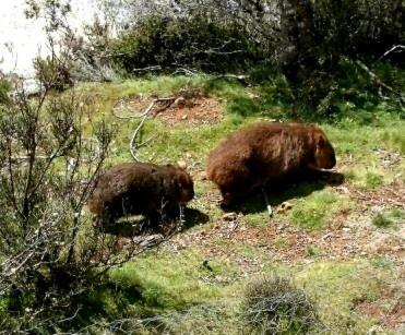 Wombat Cabin photo