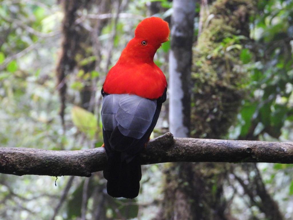 Natural Luxury Hotel - 1