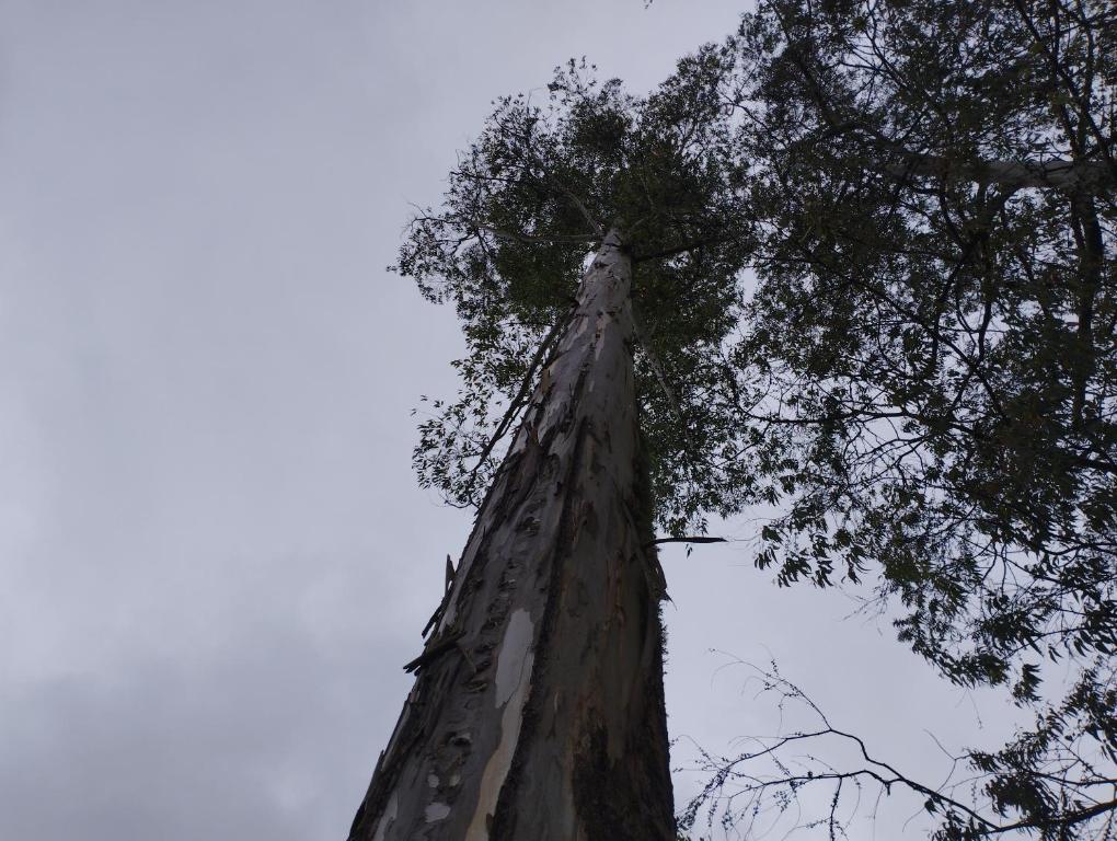 FINCA COCUYAL Hospedaje típico paisa - 5