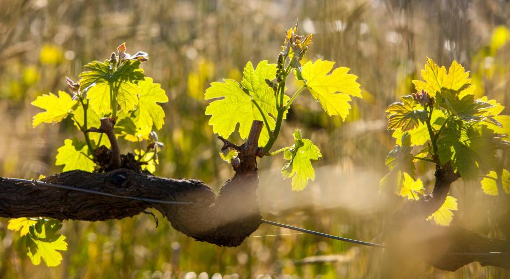 Domaine Coutelier photo