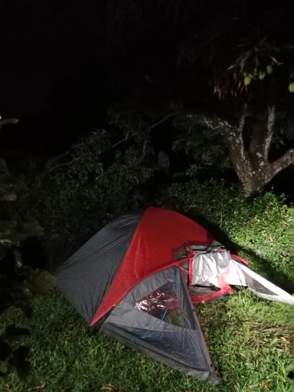 La carpa de Nilo - 1