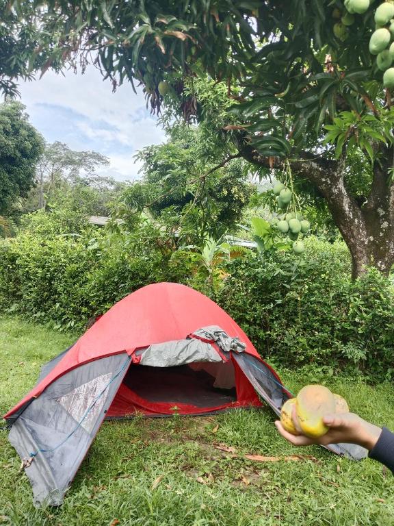 La carpa de Nilo - 4