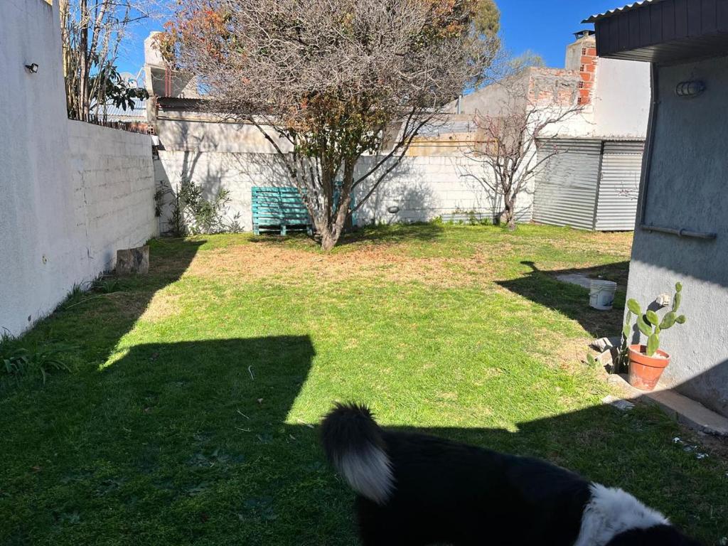 El cóndor - 3