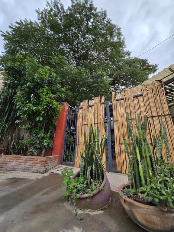Casa del Árbol Hostel Xochimilco - 1
