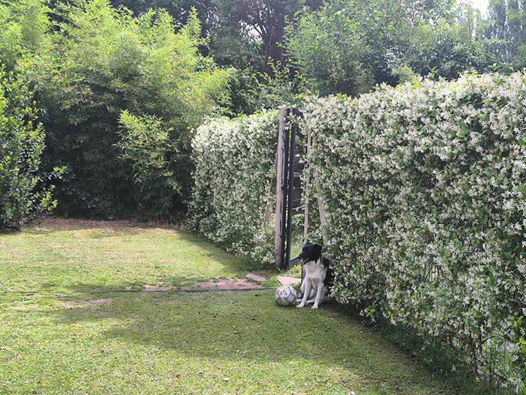 Old Willow - 2