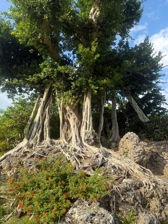 Ảnh 5
