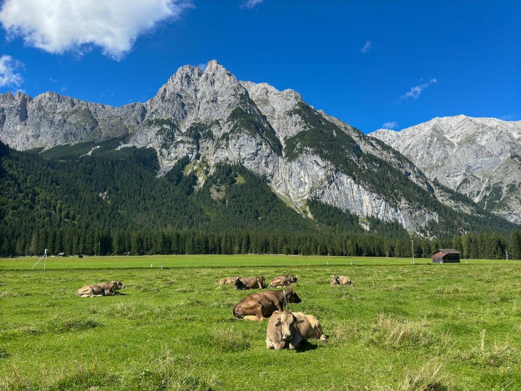 Ahrnerhof - 3