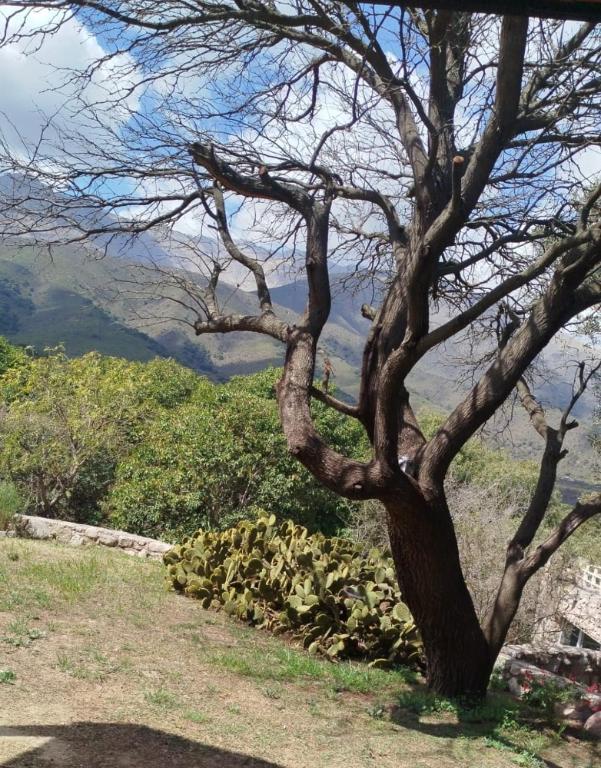DonPedro - 2