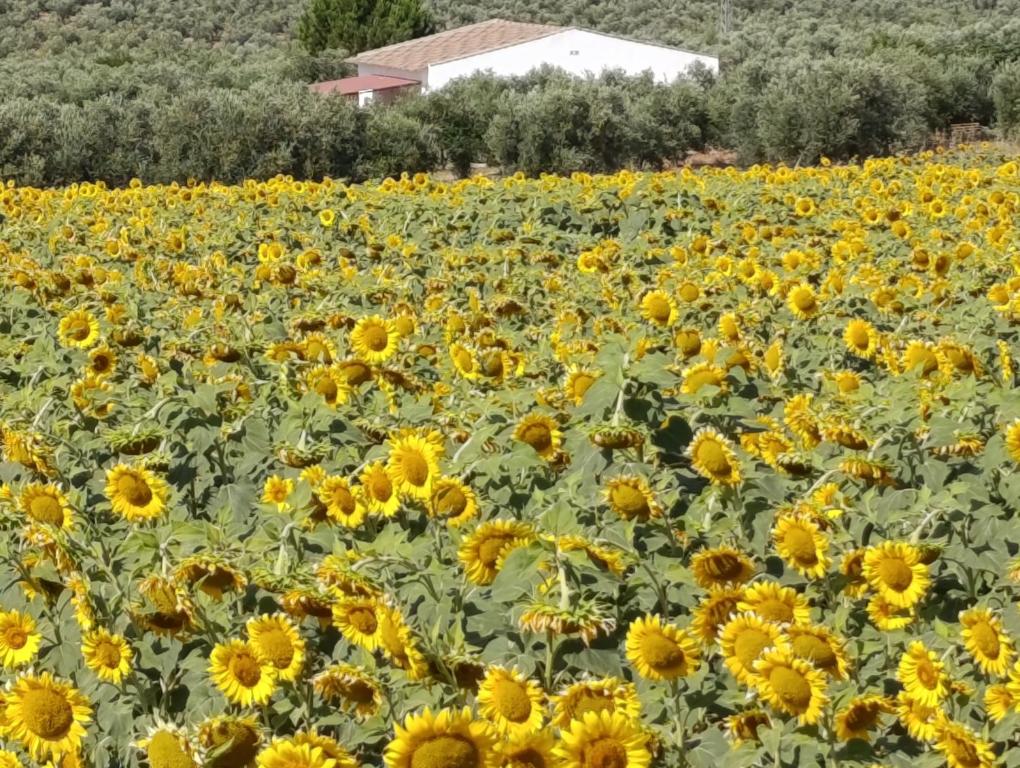 Casa las Cordobesas alojamiento rural - 2