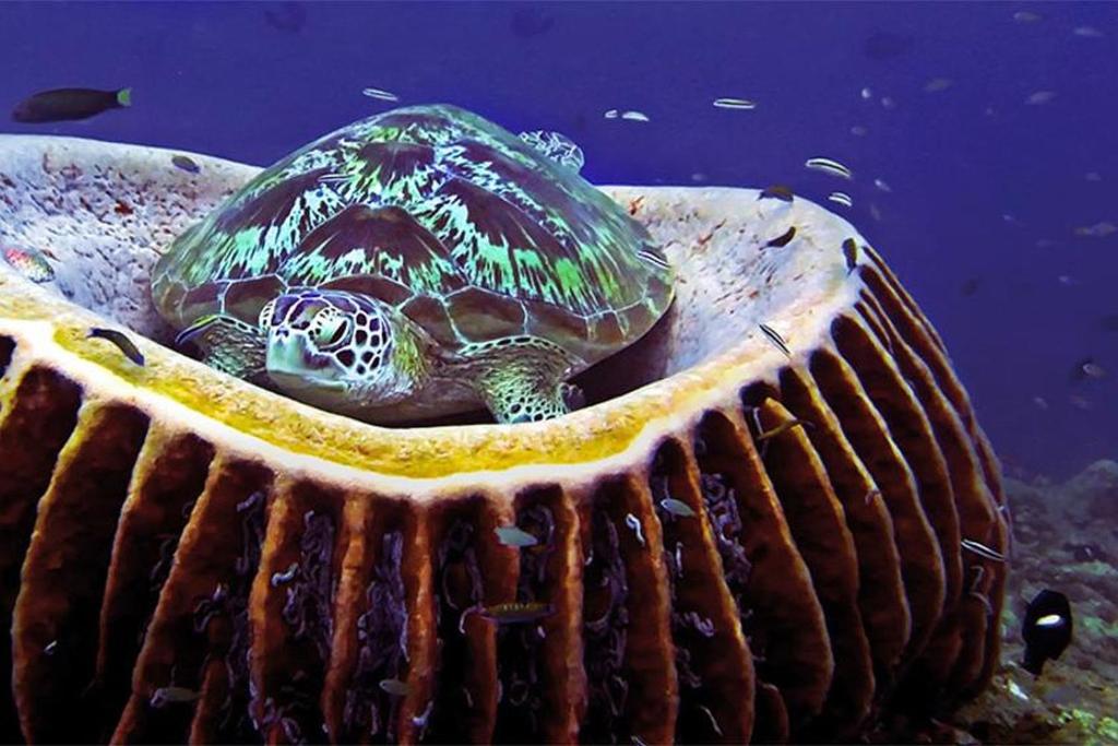 Dream Divers Resort photo