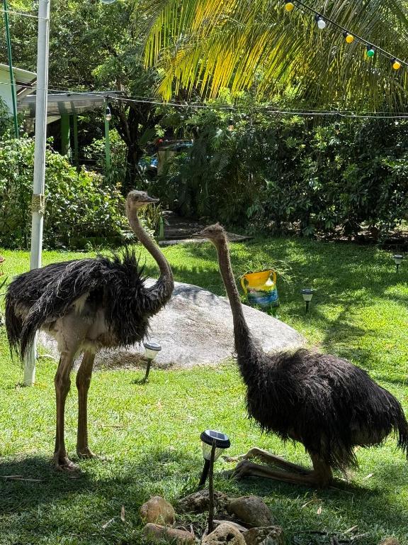 Eco-Glamping Shalom - 4