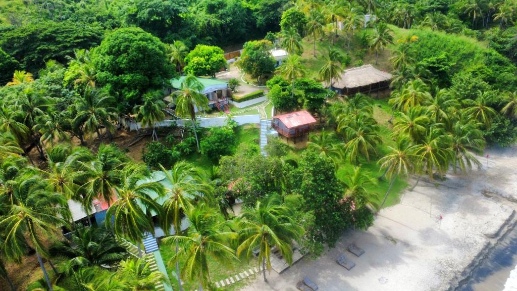 Cocobeach Palomino - 1