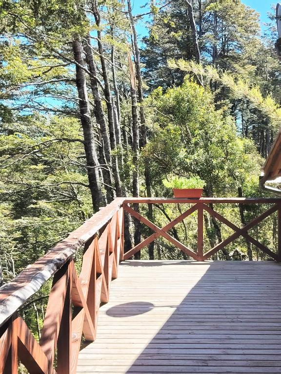 Cabañas mountain Native forest - 4