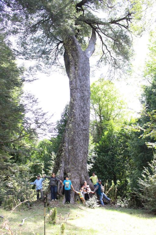 10 hectáreas de montaña con cabaña, senderos, saltos de agua y más - 4