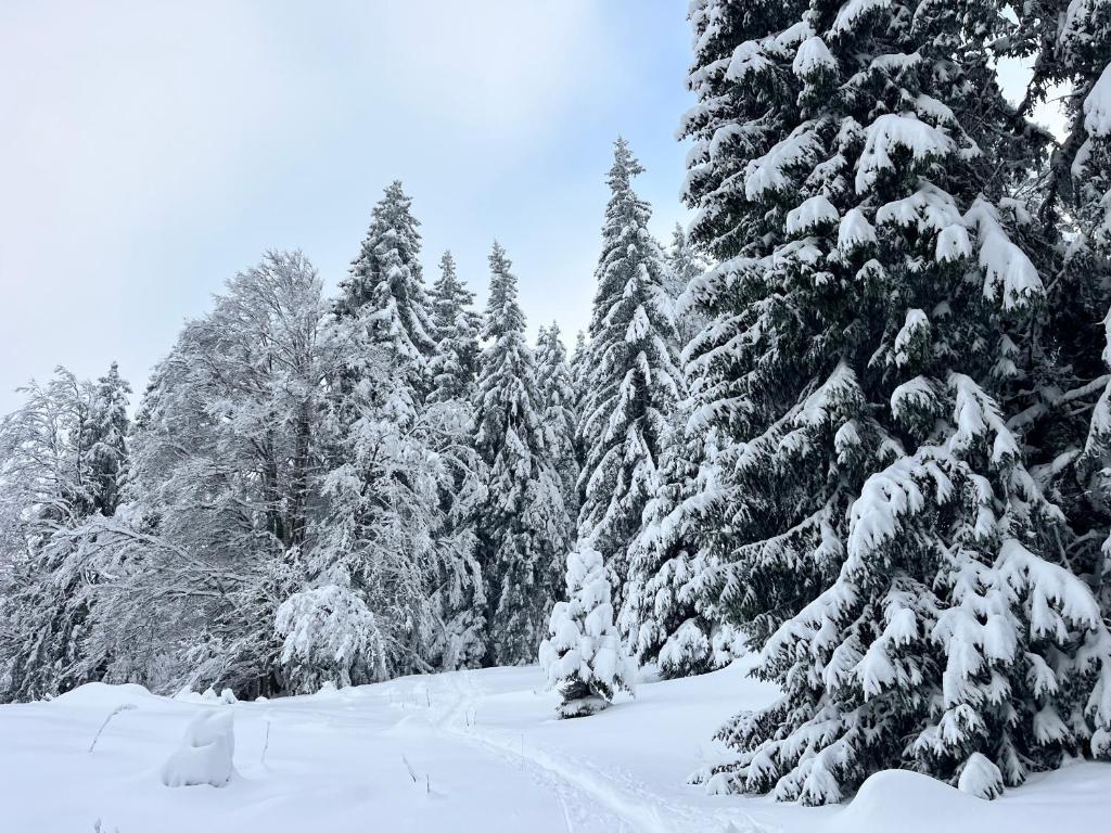 La Dame du Lac à Sevrier - 2
