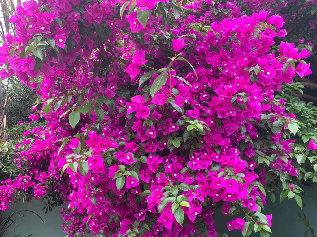 Hotel Bahía bikini - 2