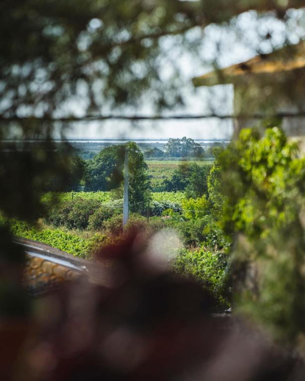 Le jardin des vignes - 2