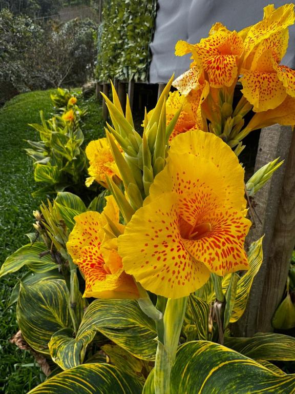 Finca AVALON Alejandria Antioquia - 3