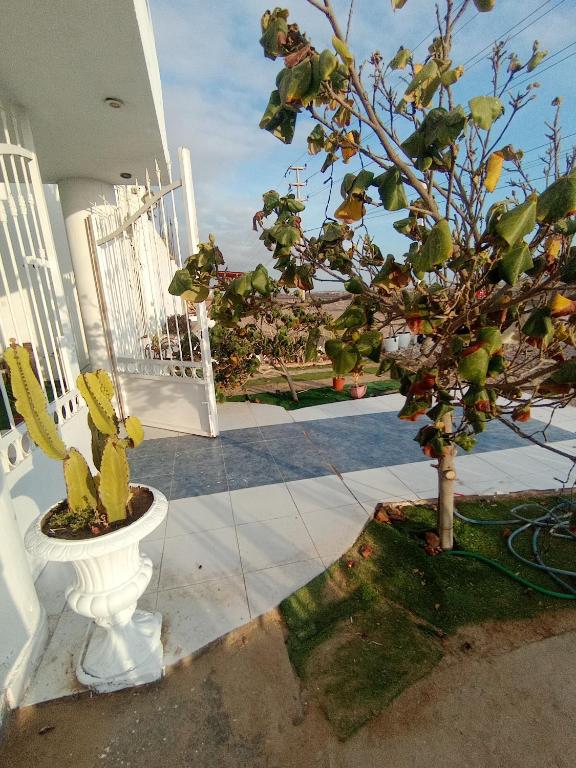 El Candelabro de Paracas - 1