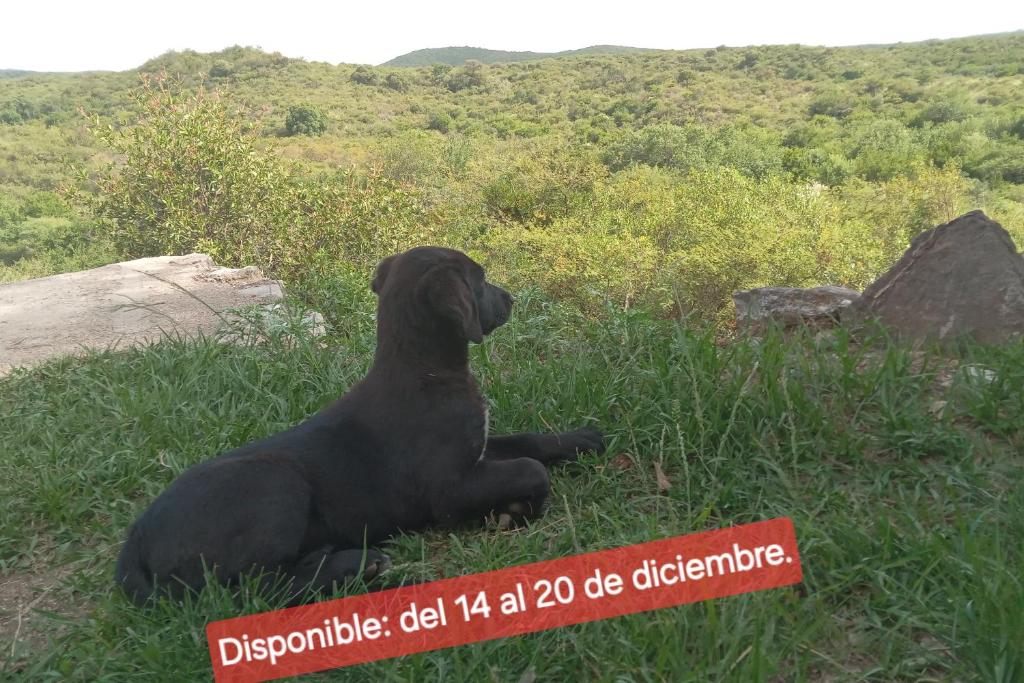 Tinkunaco Alta Gracia - 1