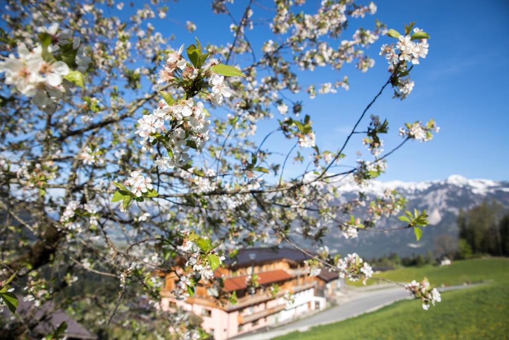 Hotel & Alpengasthof Pinzgerhof - 4