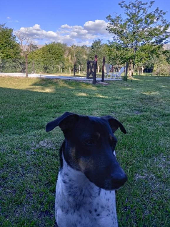 Cabañas Hagan Correr la Voz - 2