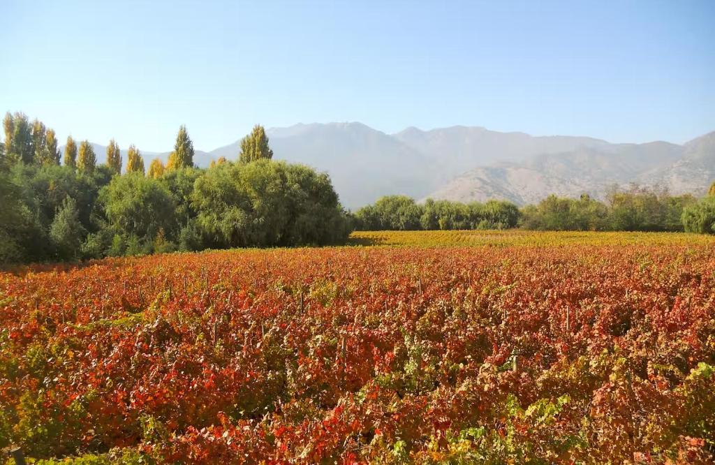 Tipaume Boutique Vineyard Farm Stay - 1