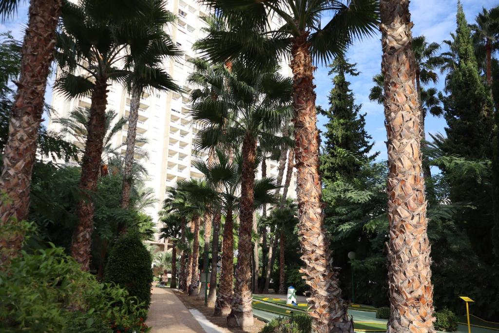 Apartamento Torre 3 Gemelos 22 Benidorm Levante Beach - 5