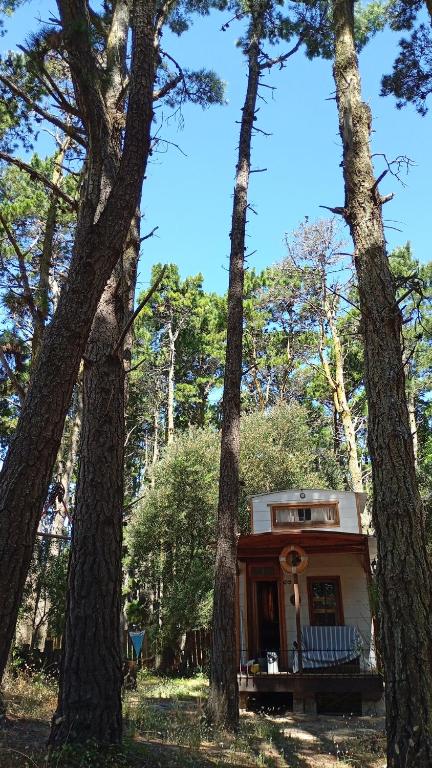 La tinyhouse del bosque - 1