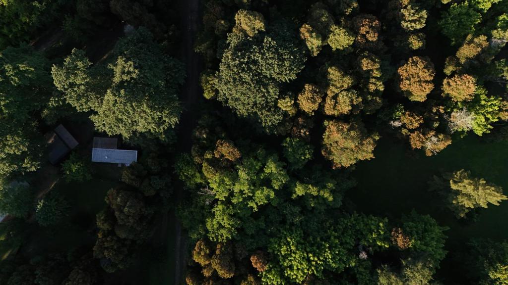 Cabañas en medio del bosque - 2