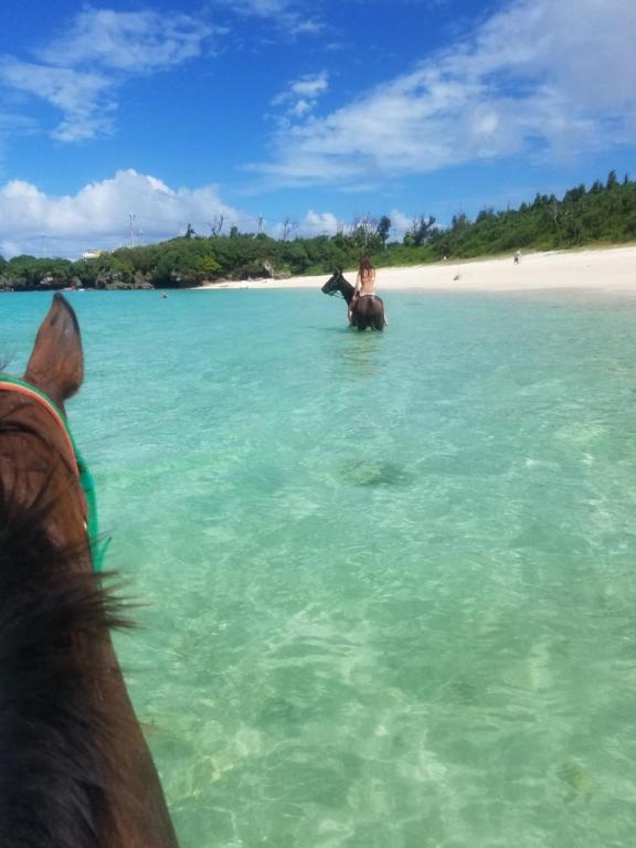 Horseback riding