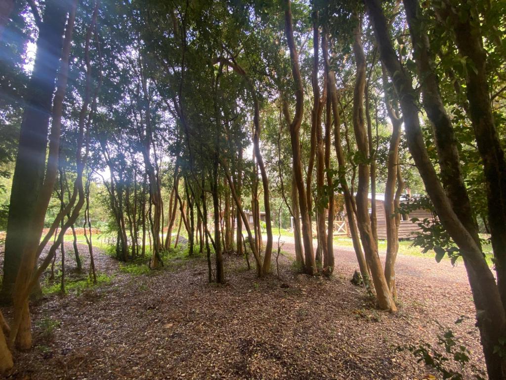 Cabañas Las Uribe - 1