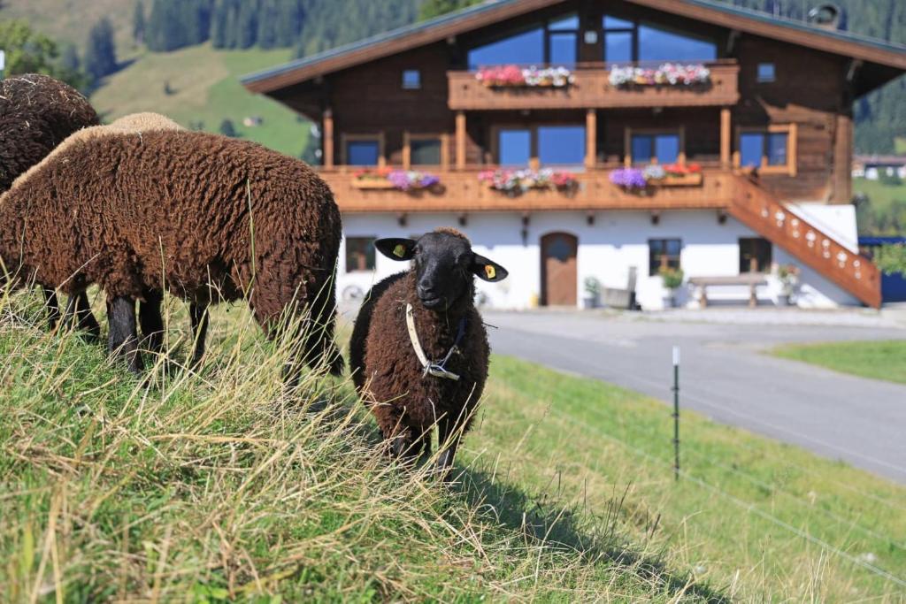 Hörlbauer-Leogang - 1