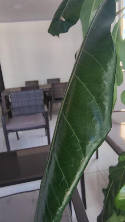 Hospedaje Luz de Cite - 4