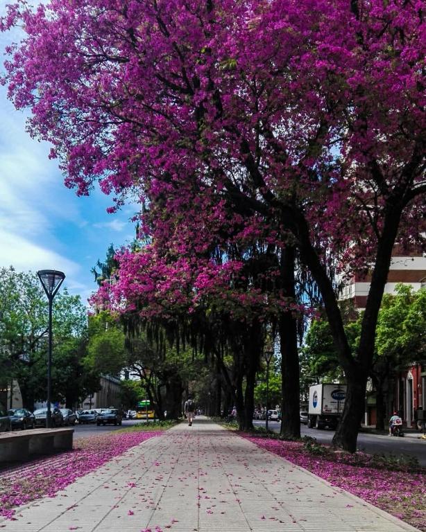 Departamento a Mts Bv Galvez, cerca de todo - 4