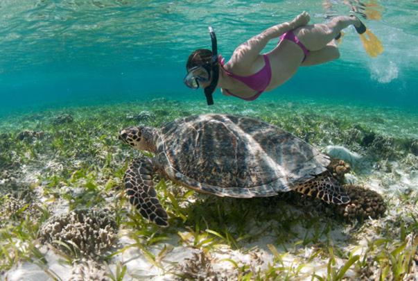 Pondok Aldi Bungalow Amed