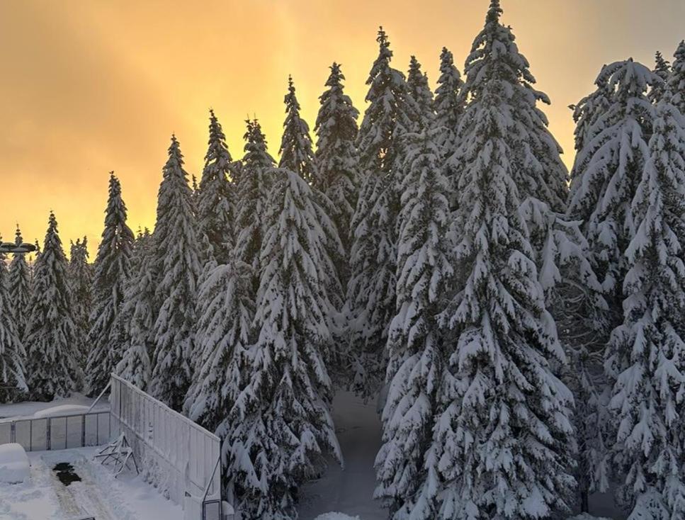 Suncana Planina - Kopaonik - 5