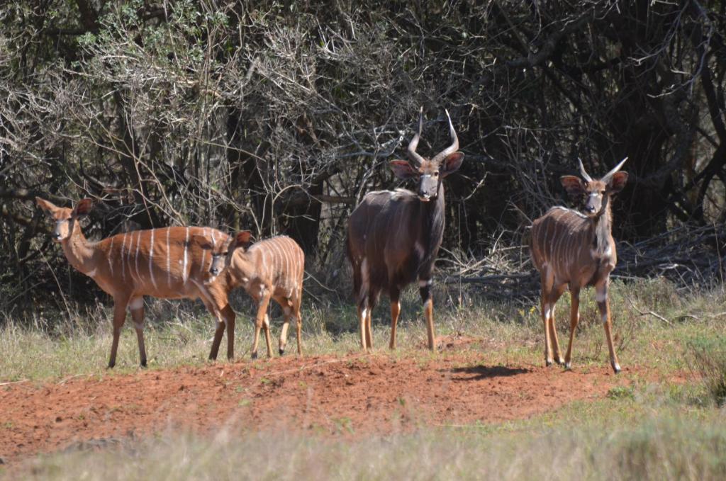 Bushbaby Lodge & Camping photo
