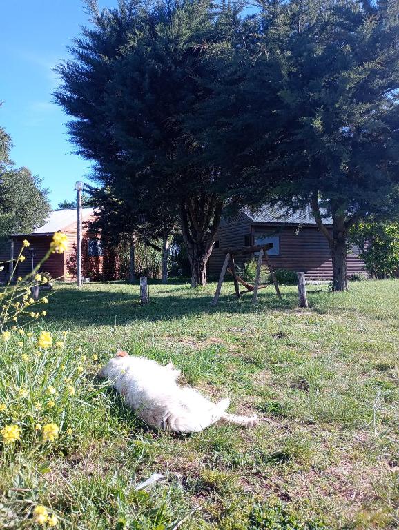 Las Cabañitas Necochea - 3