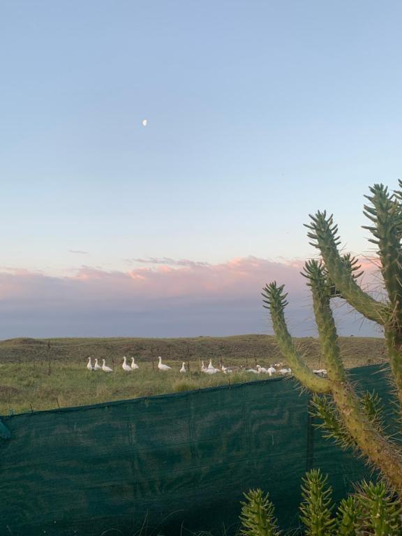 Habitación en una Quinta - Playa Quequén - 4